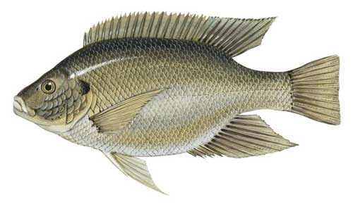 نگرانی از ورود ماهی مهاجم به حوضه دریای خزر