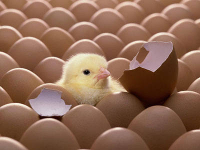 تخم‌مرغ‌های وارداتی رسید/ گران‌تر از شانه‌ای ۱۲۶۰۰ تومان نخرید