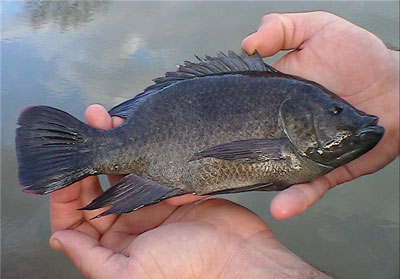 چرا واردات «ماهی تیلاپیا» ممنوع شد؟