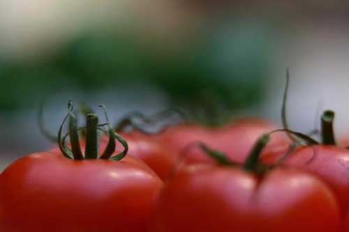 گوجه فرنگی ۱۵ روز دیگر ارزان می‌شود