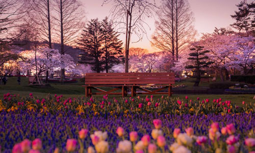 دیدن بهار ژاپن را از دست ندهید!