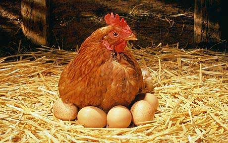 صادرات تخم مرغ ازسرگرفته شد/ احتمال کاهش قیمت در ماه رمضان