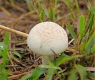 قارچ سمی و غیر سمی را چگونه تشخیص دهیم؟ قارچ سمی و غیر سمی را چگونه تشخیص دهیم؟