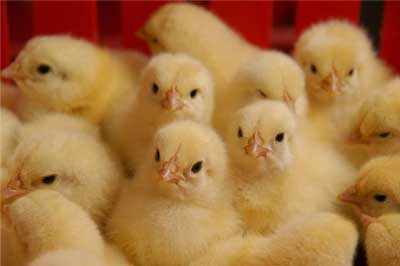 قیمت مرغ تا ۸۵۰۰ افزایش می‌یابد