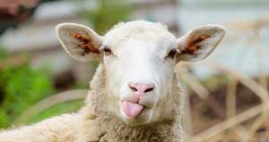 تقلب‌های عجیب و رایج بازار عید قربان/ گوسفند خوب کجاست؟!