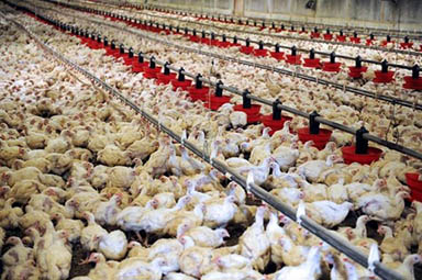 ۱۰۰میلیون مرغ گرسنه در مرغداری‌ها!