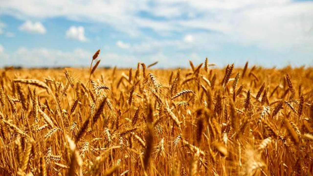 آیا دولت در پیک تولید گندم با کمبود منابع روبه‌رو می‌‌شود؟