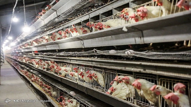 خطر ورشکستگی در کمین صنعت مرغداری