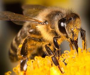 نیش زنبور کرونا را درمان میکند؟