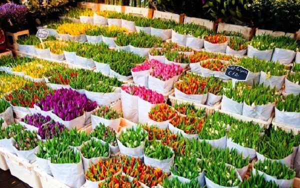 صادرات ۵ میلیون دلاری گل و گیاه در کشور