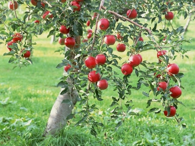 سیب ایرانی گران تر از سیب آمریکایی در بازارامارات