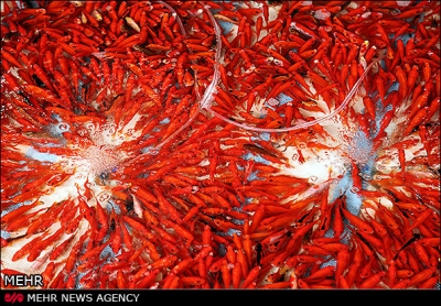 ماهی قرمز ایران سر سفره هفت سین همسایه ها