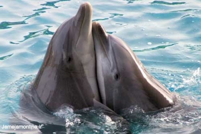 دلفین‌ها هم عزاداری می‌کنند