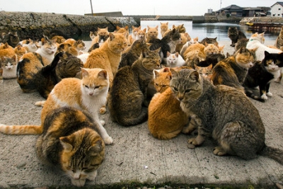 گربه ها درژاپن صاحب جزیره هستند
