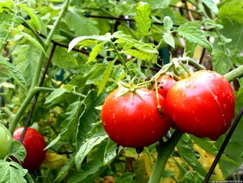 ۱۰ خطر پنهان در گوجه فرنگی که کمتر کسی از آن اطلاع دارد