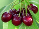 گیلاس نوبرانه چند؟ گیلاس نوبرانه چند؟