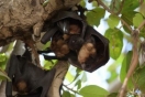 تقلید خفاش از زنبور برای دوری از شکارچیان