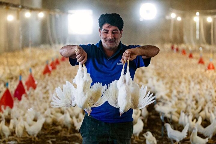 مرغ‌های مادری که بعداز واردات خروس از آب درآمدند