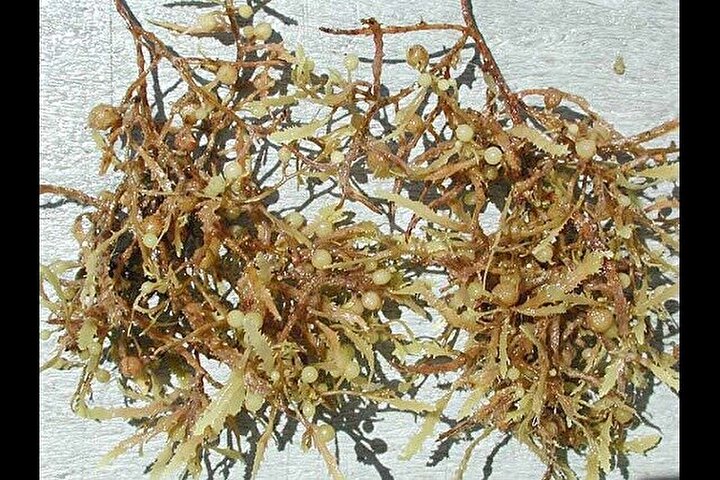ساخت کرم مرطوب‌کننده با عصاره جلبک دریایی در ایران