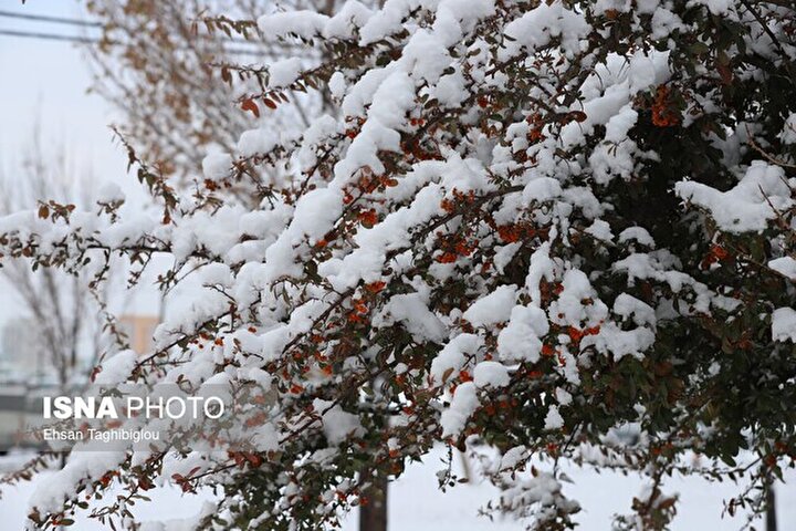 راز سفیدی برف چیست؟