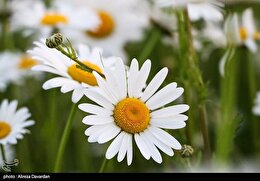 سه راه طلایی برای شاد کردن دل دیگران