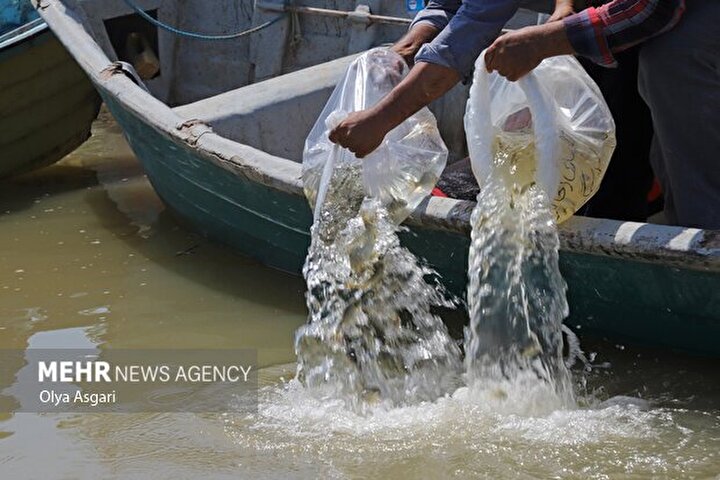 برداشت خاویار از قلب آذربایجان شرقی؛۷کیلو خاویار از فیلماهی ۷۰ کیلویی برداشت خاویار از قلب آذربایجان شرقی؛۷کیلو خاویار از فیلماهی ۷۰ کیلویی