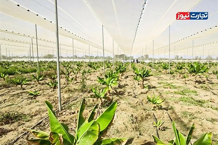 خودکفایی در تولید موز؛ وعده‌ای که برای ایران گران تمام می‌شود!