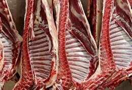 دامداران علیه قیمت‌گذاری دستوری/ مافیای ارز ترجیحی، مانع واردات نهاده توسط دامداران