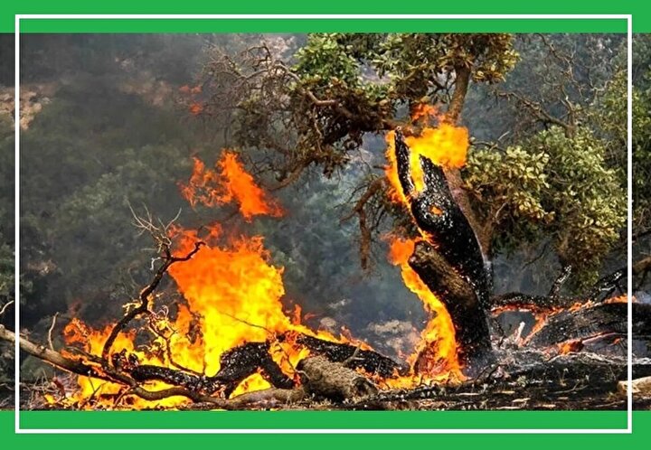 صنعت بیمه و مدیریت ریسک میراث ملی و سرمایه زیست محیطی/ جایگاه صنعت بیمه در بحران‌هایی از جنس حریق جنگل‌های هیرکانی کجاست؟