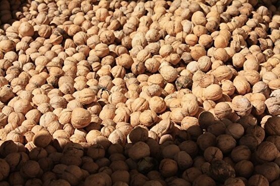 گردوی ایران به سبد کدام کشورها رفته است؟